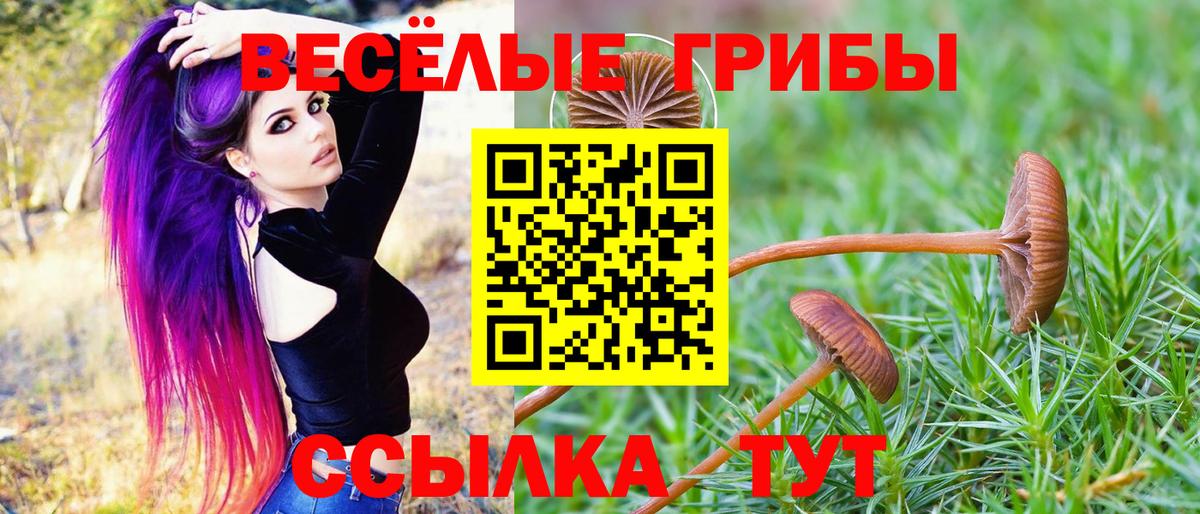 Кингисепп  Псилоцибиновые грибы прущие грибы  Вход с VPN 